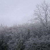 霜　2021年1月10日