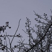 霜　2021年1月10日