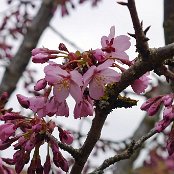桜　3月23日
