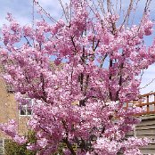 桜　3月30日