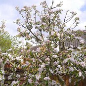 りんごの木　5月1日