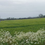 Cow parsley（シャク）　5月20日
