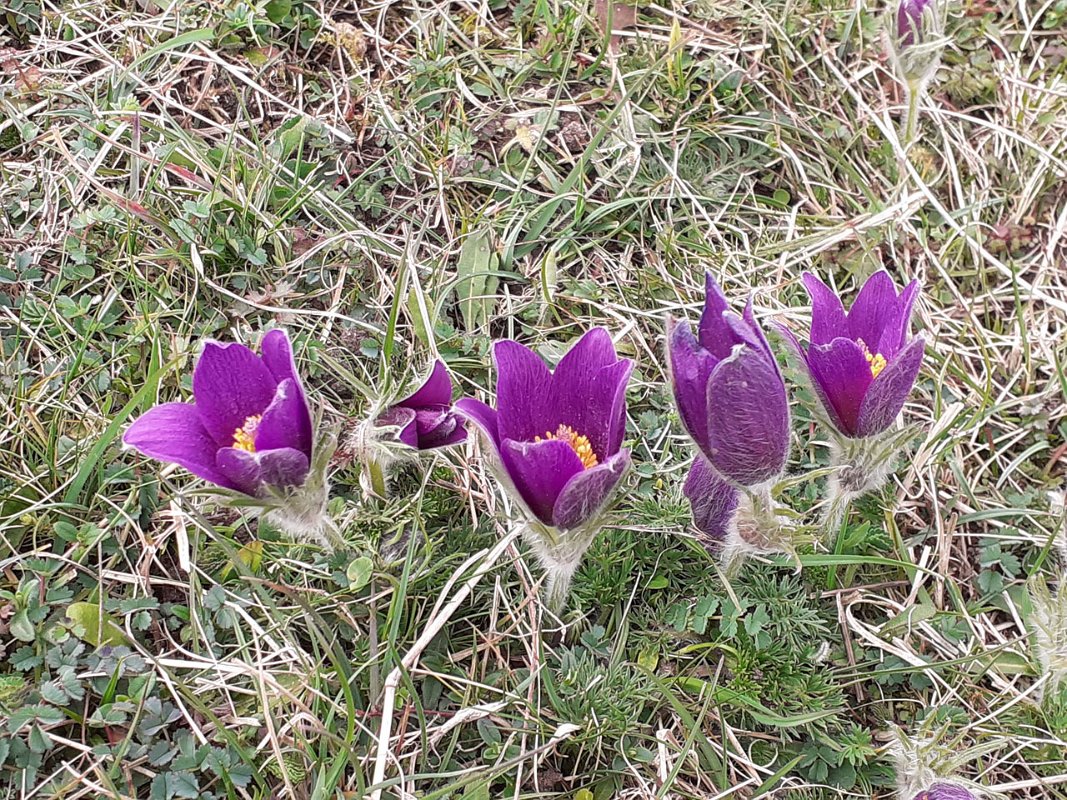 220406_pasqueflower_1