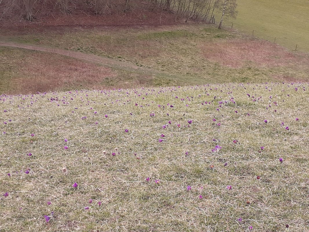 220406_pasqueflower_2
