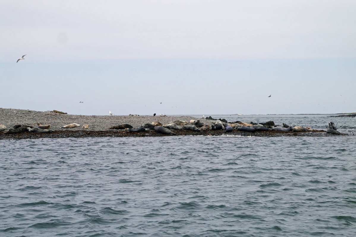 220428_seals