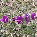 220406_pasqueflower_1
