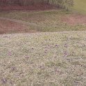 220406_pasqueflower_2