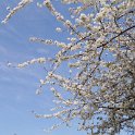 220419_sakura_1