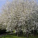 220419_sakura_4