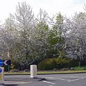 220419_sakura_5