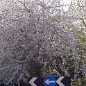 220419_sakura_6