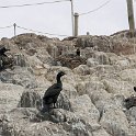220428_cormorant