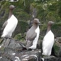 220428_guillemot