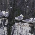 220428_gull