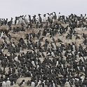 220428_razorbill